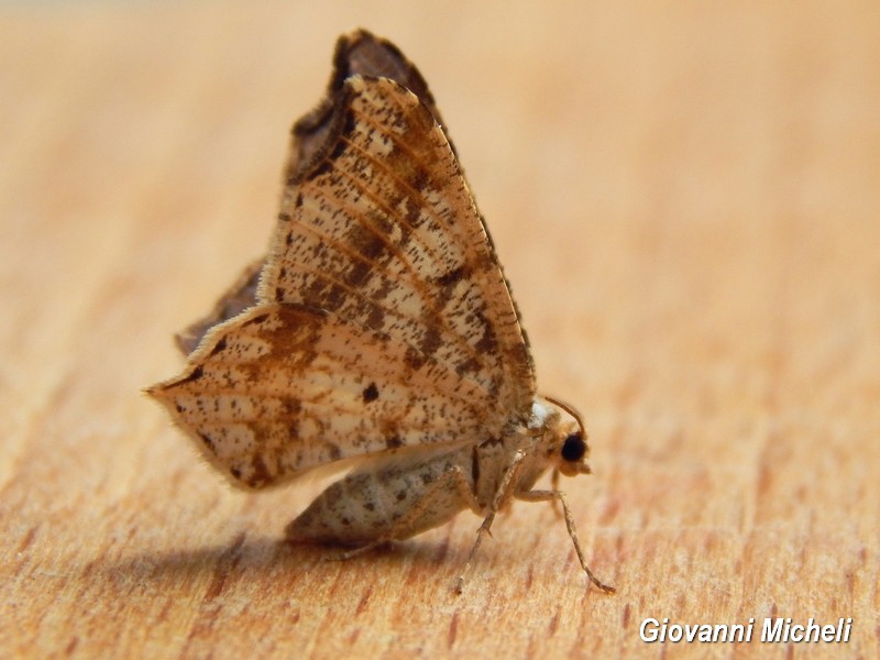 Geometridae 2 da id - Macaria alternata